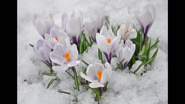 Сборник 20. Музыка Сергея Чекалина. Collection 20. Music by Sergey Chekalin.