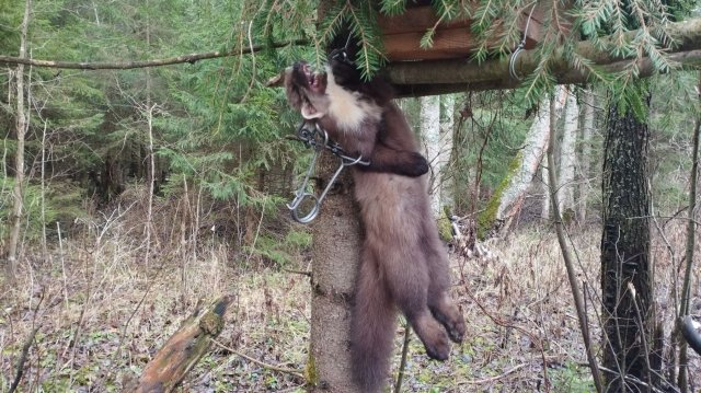 Охота на куницу капканами 2025-26. Есть трофей!