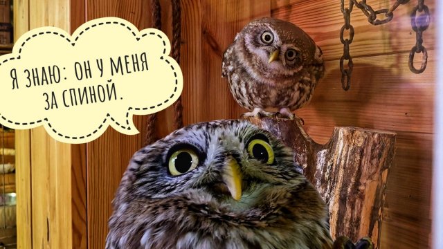 Выманиваю сыча Лучика на живца. Сыч ХЗ очень против