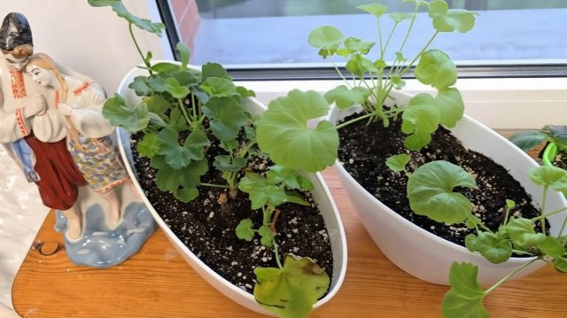 ШОК! Герань засохла, полил этим копеечным растворам и утром она цветет!