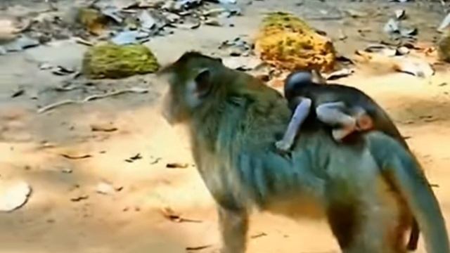 Макашонок буквально жмётся к матери, боится её потерять    1000042308.mp4