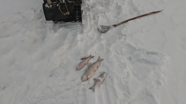 Проверка удочек. 9 день.