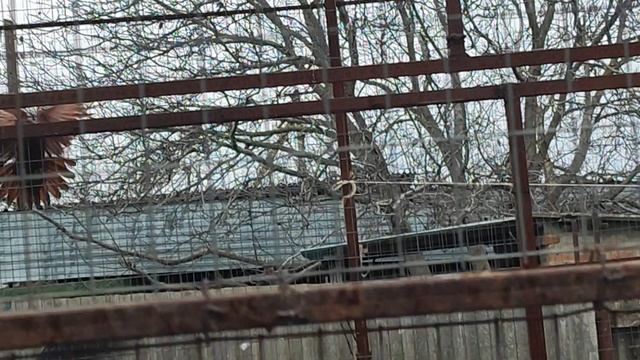 6.12.2025г Гоняем Голубей у Юрия Карповича на Кубани!!!ч.1