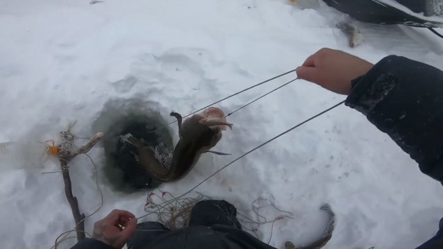 Река Енисей. Отчёт с рыбалки на налима.