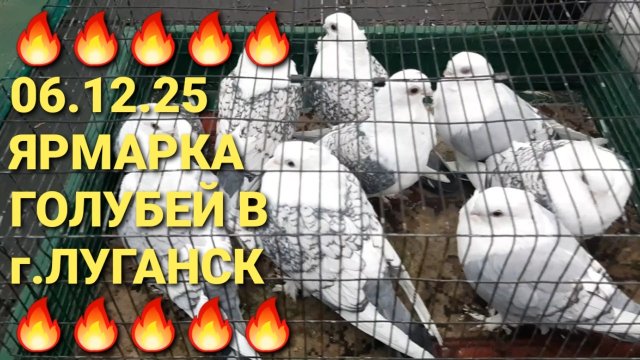 🔥🔥🔥 06.12.25. Ярмарка голубей в г.Луганск (ЛНР). Птичий рынок. Bird Market. Pigeons Fair.