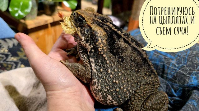 Я покормила восемнадцать сантиметров жабы! А что полезного сегодня сделал ты?