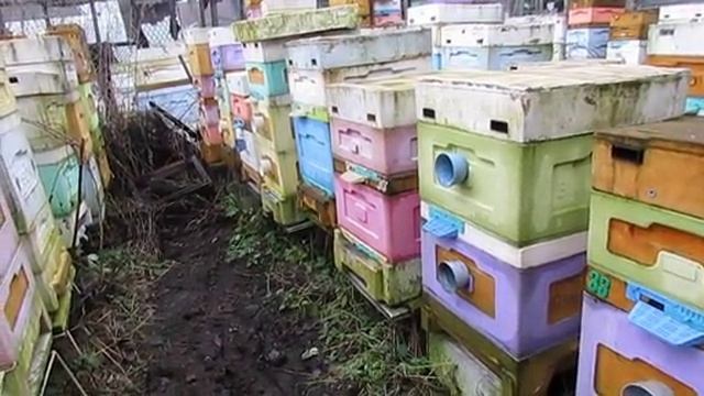 про плохой и хороший бакфаст, не верьте чужим словам, проверяйте сами у себя на пасеке , 7.12.2025