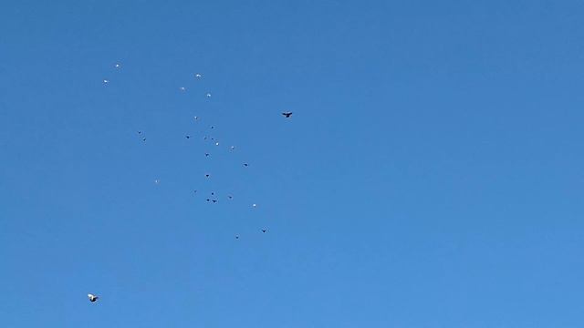 1000107012.mp4 Летные голуби луганска.