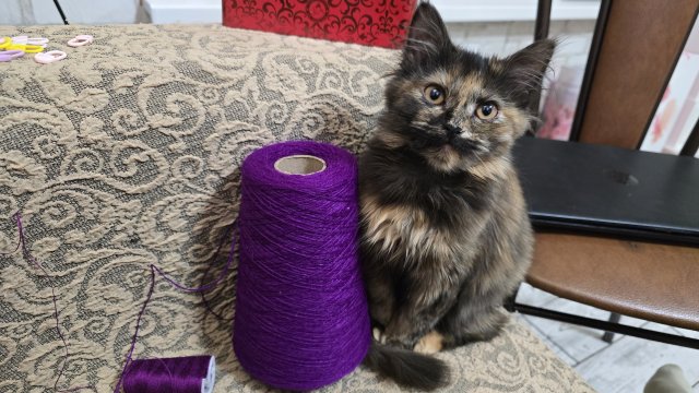 ✨️Сделал дело — ВЯЖИ смело!✨️