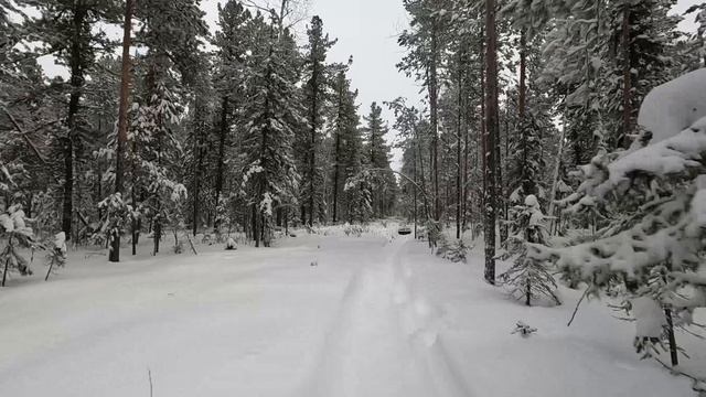 Завтра Метель! Срочная Заброска Капканов в Глухой Тайге. По следам росомахи и ходового лося.