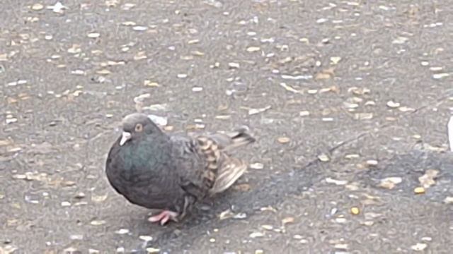 1000107110.mp4голуби дня.