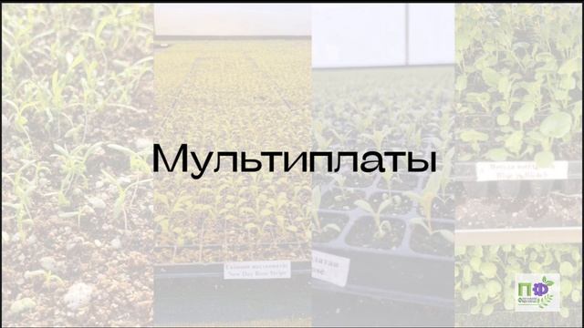 Питомник Фирсовых