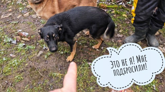 У Пса Кубика жулики мясы украли! Холодильник сыча Лучика плесенью покрывается