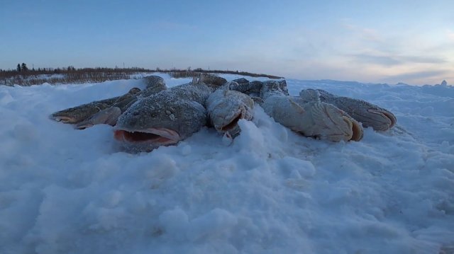 Рыбалка на Енисее. Перемёт у полыньи, проверка. 35