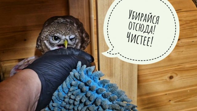 Жаба Брунгильда ворвалась ночью к сычу Лучику и оставила послание. Борюсь с плесенью в вольере сыча