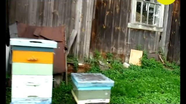 Последствия гибели пчёл после дождя