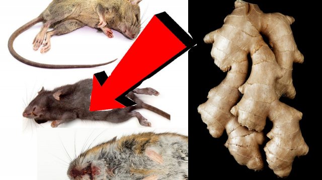 Как избавиться от мышей и крыс навсегда За 1 минуту...!!!