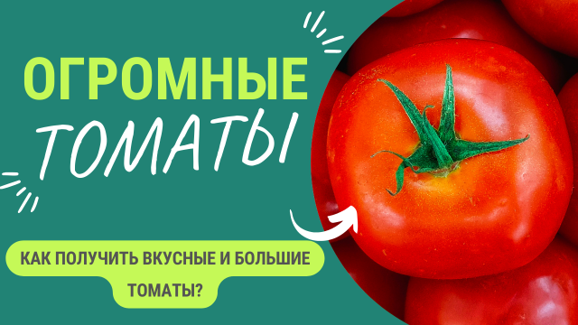 Если хотите такие крупные томаты — это просто! Смотрите что делать