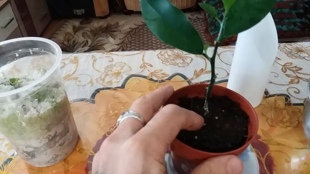 Как укоренить черенок мандарина.