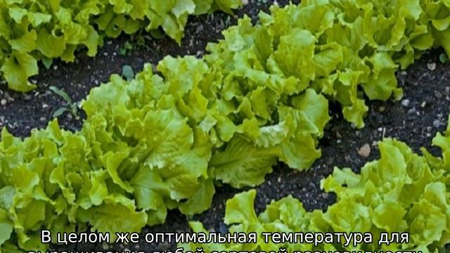 Виды салатов — лучшие сорта для открытого грунта