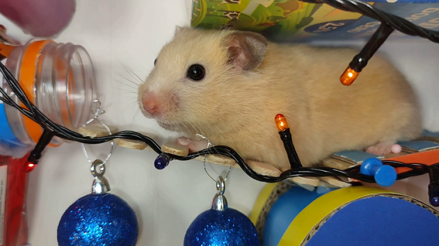 Happy new year hamster quest !!! Грызун на полосе препятствий