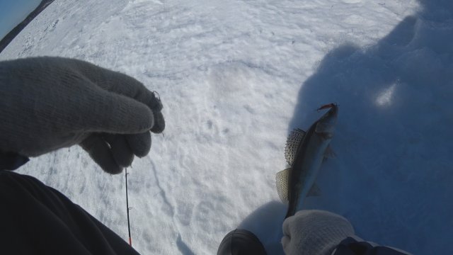 Щука, судак на вибы с эхолотом практик 7.mp4