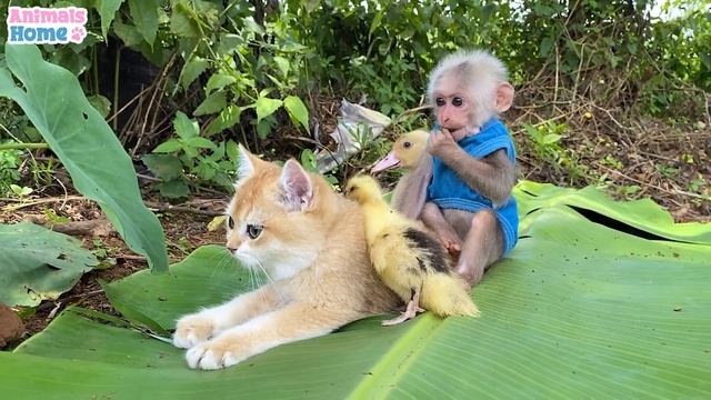 Monkey BiBi plays happily with Ody cat and ducks