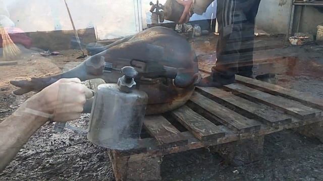 Как опалить осмолить свинью кабана, опалить соломой how to sing a smoke boar pig