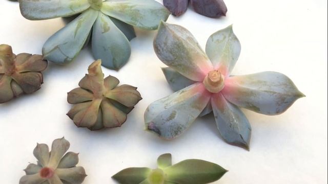 Вытянулась ЭХЕВЕРИЯ. Обрезка садиков из суккулентов. Размножение верхушкой.