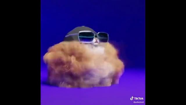 Мохнатая собака флексит под музыку из тик тока