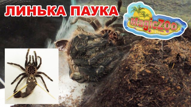 Линька паука птицееда(Lasiodora parahybana).
