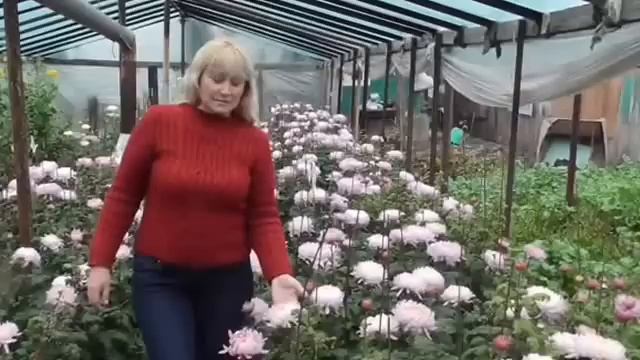 Посадка крупноцветковых хризантем. Размножение хризантем.