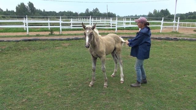 Как учить лошадь не лягаться.