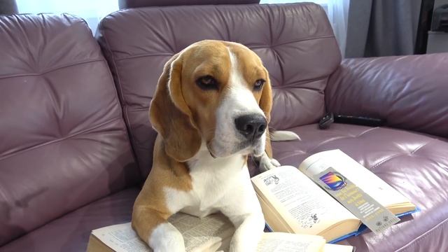 ШЕРЛОК ДОСТАЛ БАТЮ. БРОС ШОУ ПЕТ