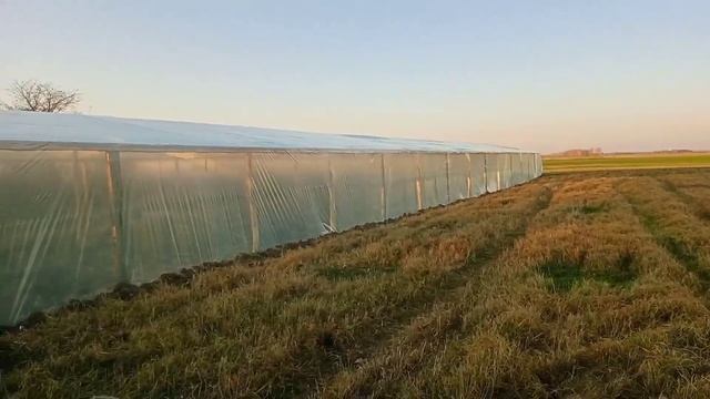 Теплица своими руками дешевле уже некуда Подробный обзор теплицы для тюльпанов  ПАРНИК