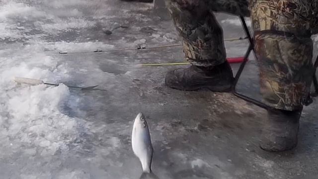 Рыбалка на Самодур Ловля Селёдки на Бороду. Устья Реки Суйфун Тавричанка Приморье.