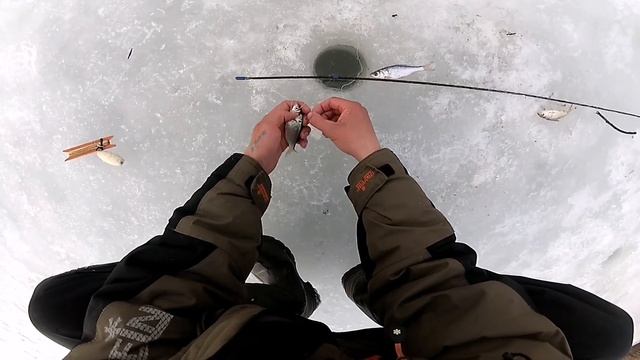 Ловля живца на косынку | Быстрый способ ловли живца