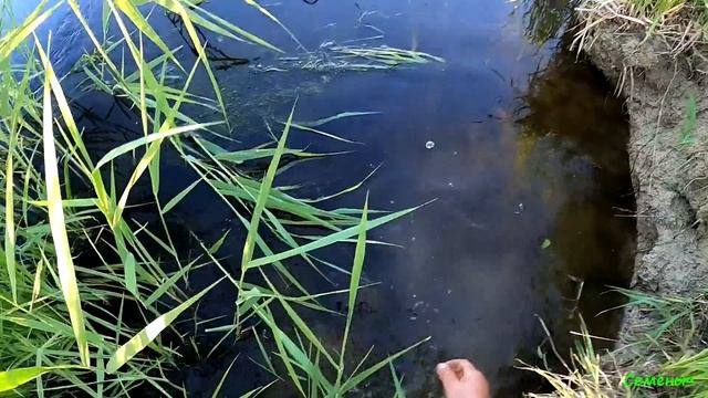 Рыбалка на ПАУК ПОДЪЁМНИК в болотной речушке. Рыбалка 2021.