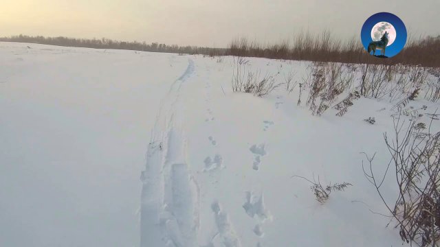 ОДЕРЖИМЫЕ МАЛИКОМ: КАК ЗАЯЦ УХОДИТ ОТ ПОГОНИ