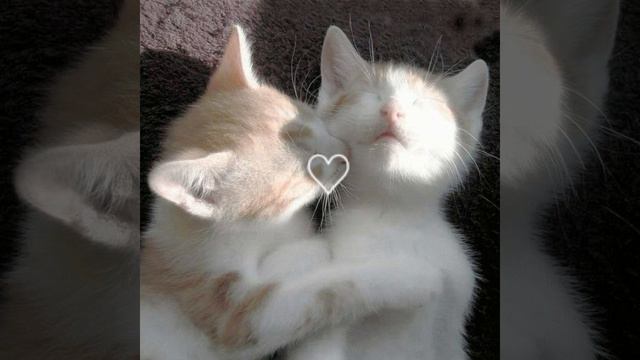 Элли на маковом поле и лампабикт - Немерено (speed up)