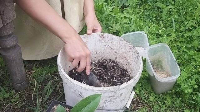 Как вырастить магнолию из семян.