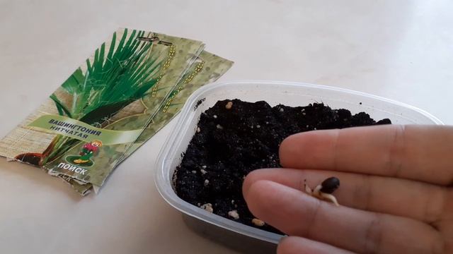 Пальма вашингтония из семян