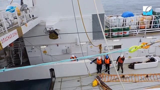Промышленный лов сельди в Беринговом море тралами Атлантика