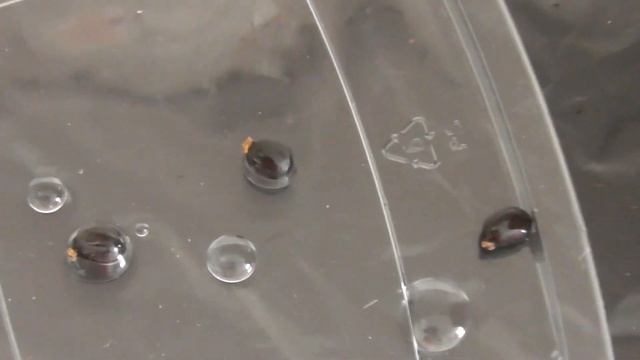 Как вырастить Стрелицию королевскую из семян. Выращивание Райской птицы из семян