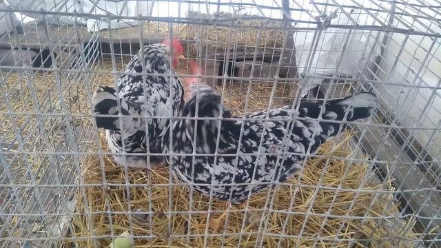 Леггорн Далматинец порода кур.