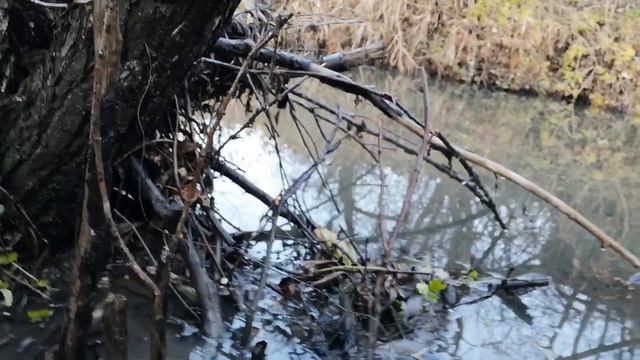 постановка петли на бобра с приманкой