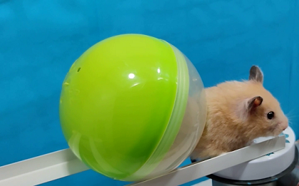 Удивительная полоса препятствий для хомячка в 3 этажа