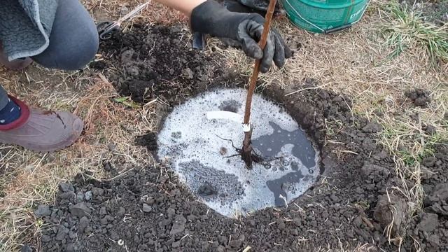 посадка персика Вардени осенью