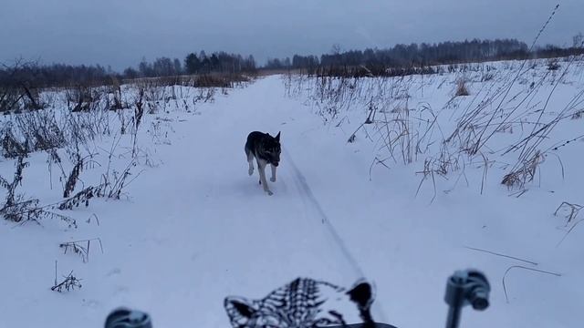 Установил ветровое стекло и не пожалел об этом! Букс "Тофалар-500 Толкач