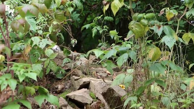 ДРУЖЕЛЮБНЫЙ ЛИСЁНОК / Койот Питерсон на русском